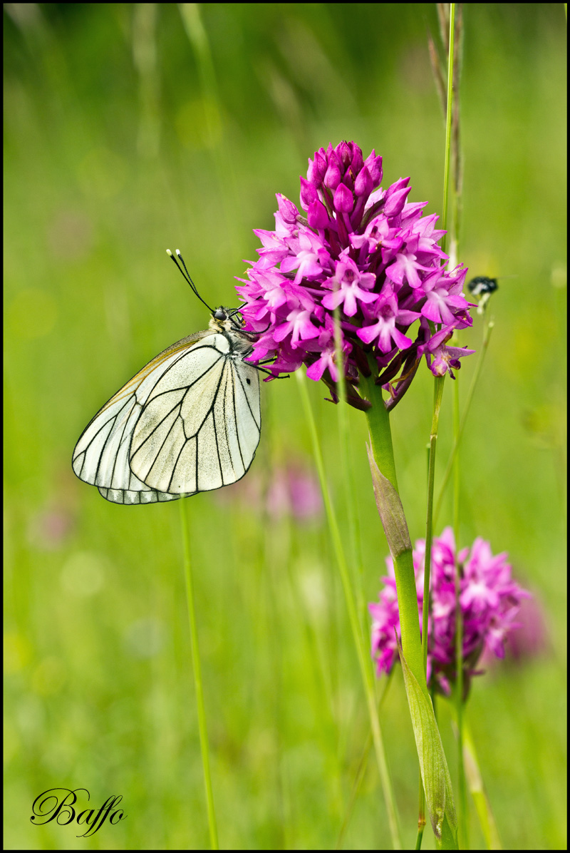 Aporia crataegi